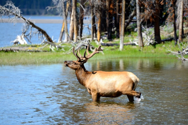 黃石國家公園<br>在國家公園的野生動物真的很幸福，除了山明水秀生活環境優渥外，每天還會有粉絲來拍照。<br/>