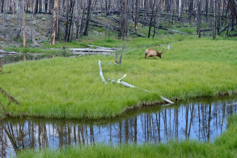 黃石國家公園<br>這隻鹿我大概拍了150張照片，旁邊圍觀的大概有10個人，每個人都拍得很高興。<br/>