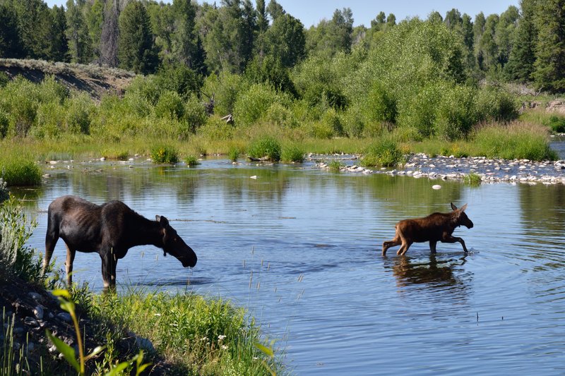 大提頓公園<br>母鹿帶著小鹿在溪邊戲水。<br/>