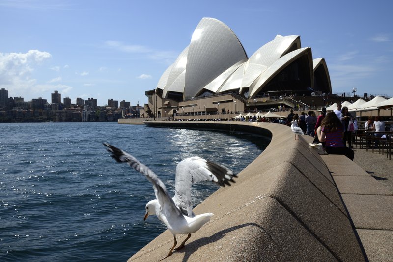 Sydney 雪梨<br>港口邊是海鷗的地盤，雪梨歌劇院就當配角吧!