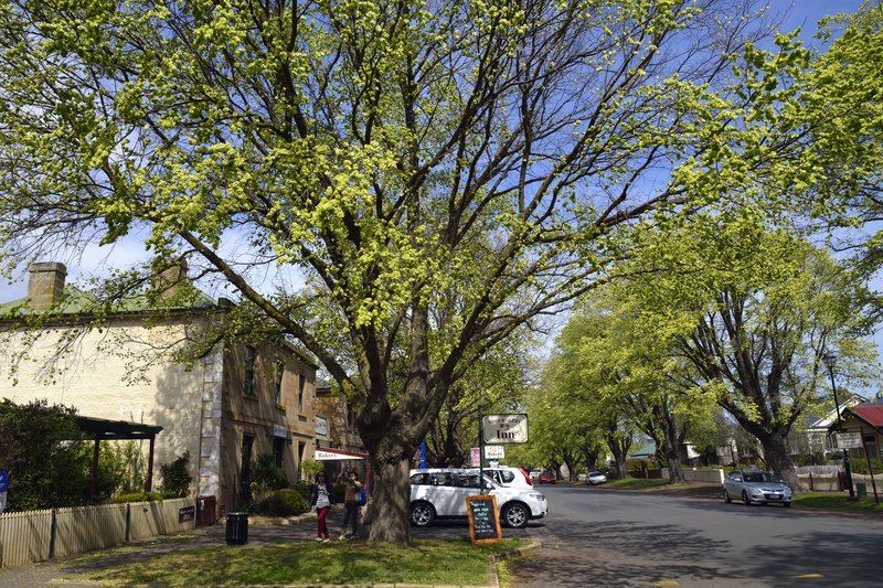 Ross 羅絲小鎮<br>樹下就是有名的Ross Village Bakery麵包店， 傳說宮崎駿動畫，魔女宅急便的烘焙坊就是參考這間麵包店。