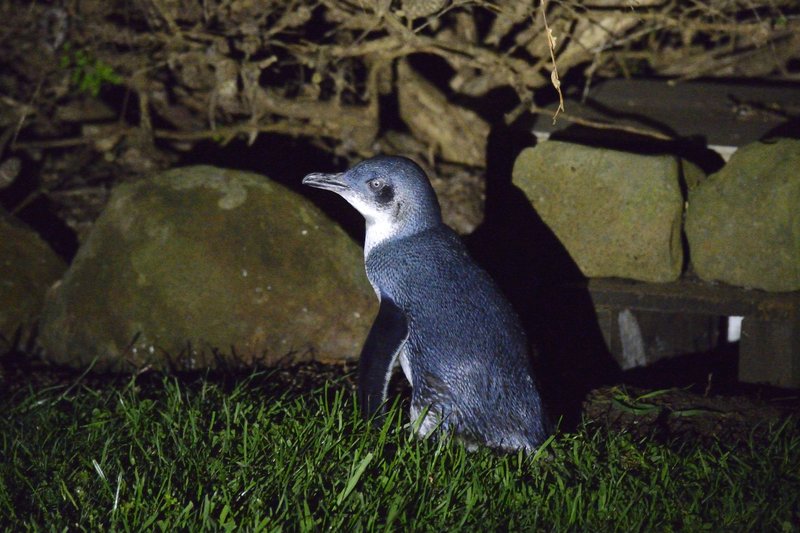 Stanley 斯坦利<br>寒風中在民宿後方海邊，等到企鵝倦鵝歸巢。這是用微弱的頭燈，加上12800高ISO拍到的。