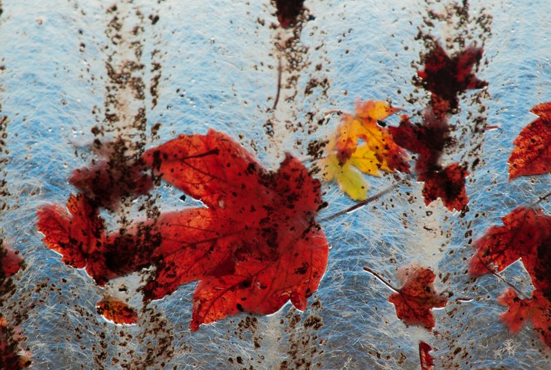 2004年 斯洛維尼亞<br>歐洲10月間的楓葉十分耀眼迷人。