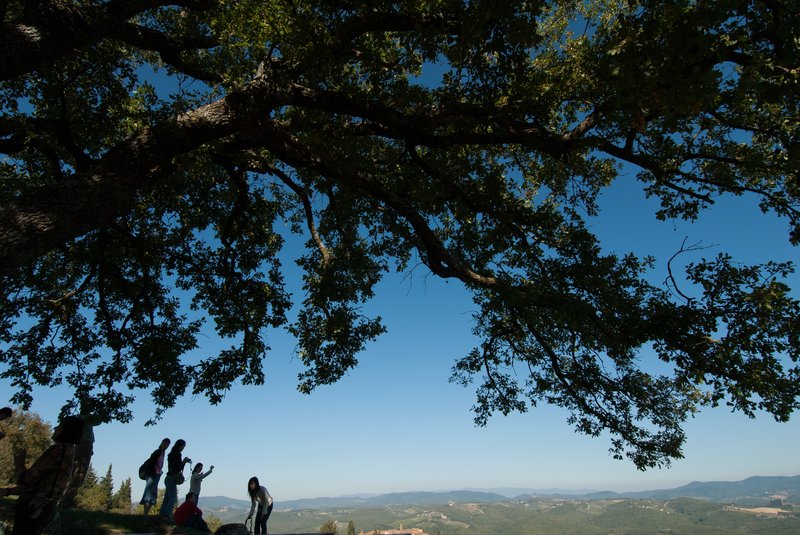 2006年 義大利<br>遊覽車停下來休息十分鐘，我在樹下躺著看天空，不小心拍到一張非常喜歡的相片。