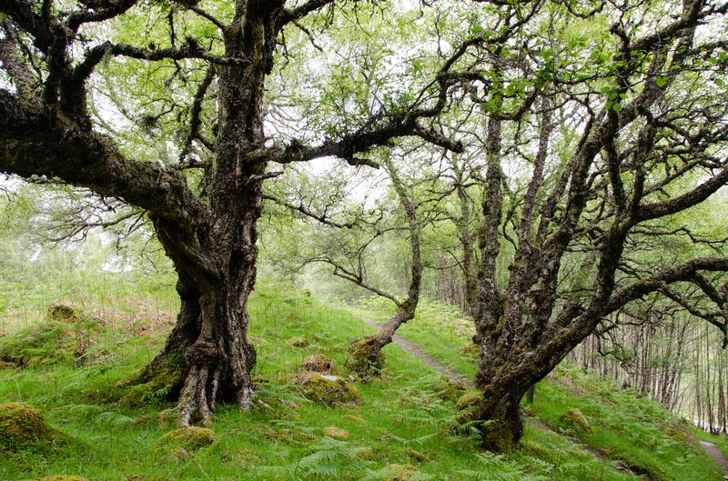 2011年 英國<br>我們只有停留三個小時，沿著溪邊下車健行一小段路，無法完全領略這裡的美。但僅僅是匆匆一瞥，也令人驚艷不已。