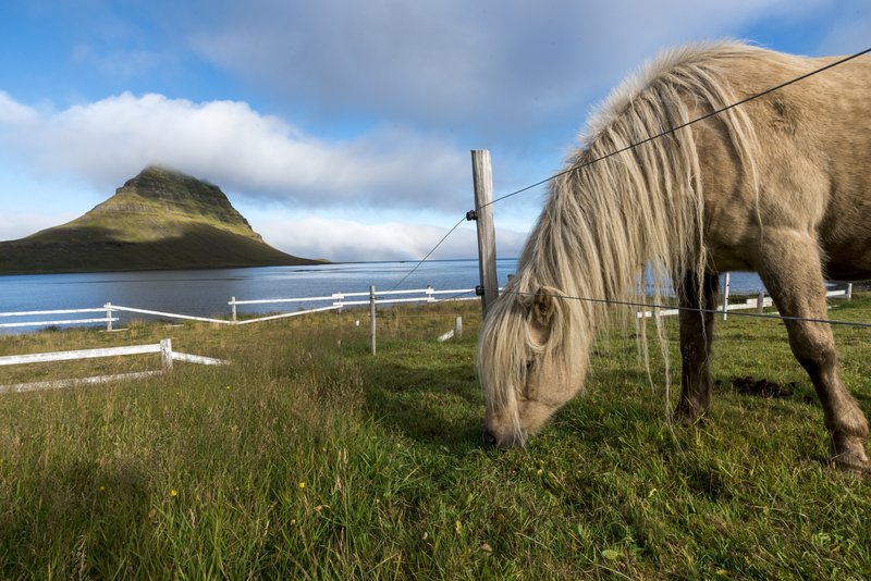 Kirkjufell 教堂山<br>溫馴的冰島馬，專心的吃草，不認真欣賞這美麗風景。