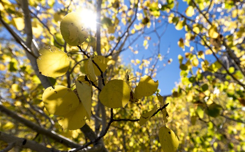 June Lake 六月湖<br>九月底的Eastern Sierra黃葉耀眼迷人