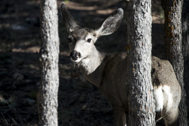 Grand Canyon 大峽谷<br>一隻被關在天然柵欄的野生鹿，無言的與我對望。