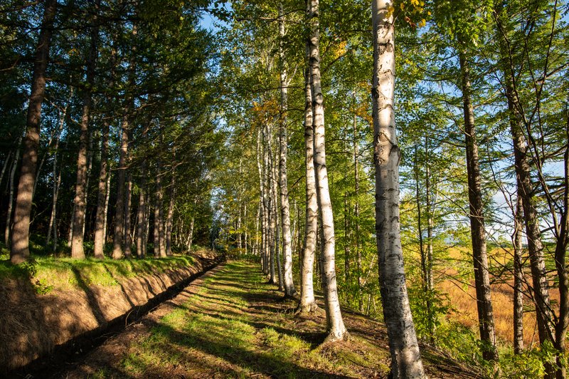 美瑛白樺樹