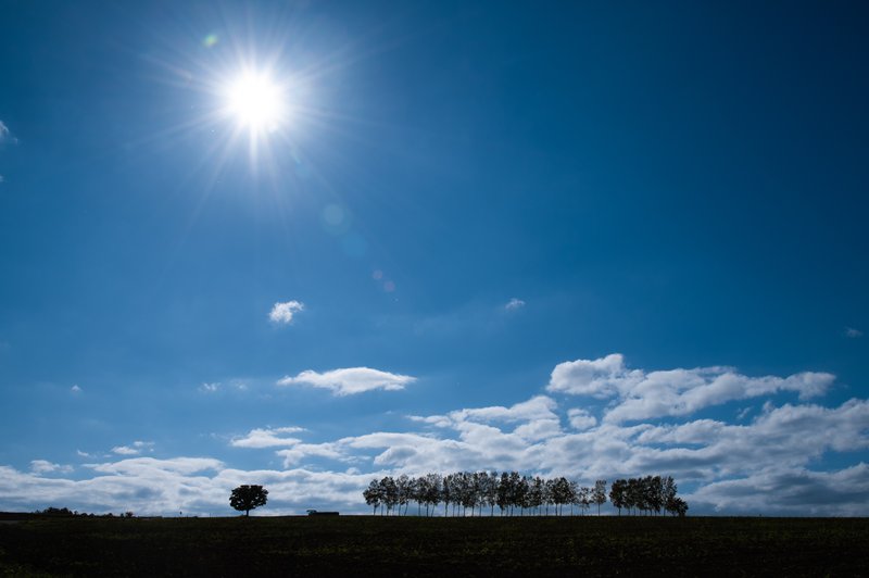 美瑛絕美白樺樹